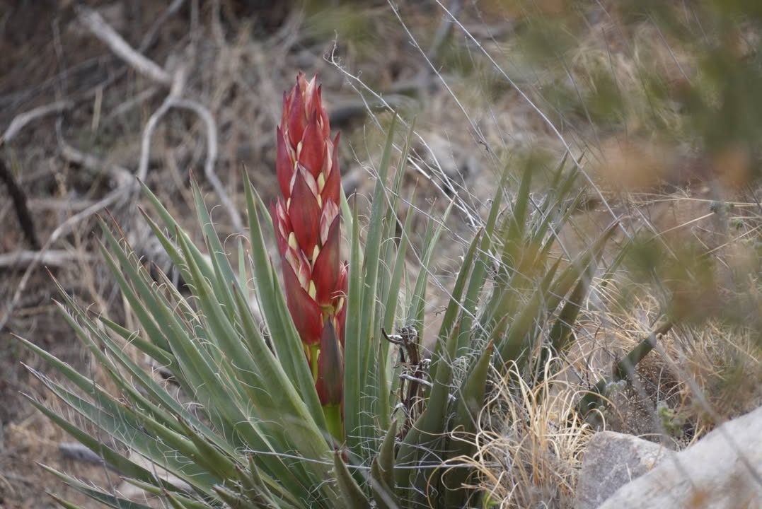 Yucca on Pine Tree Loop Trail