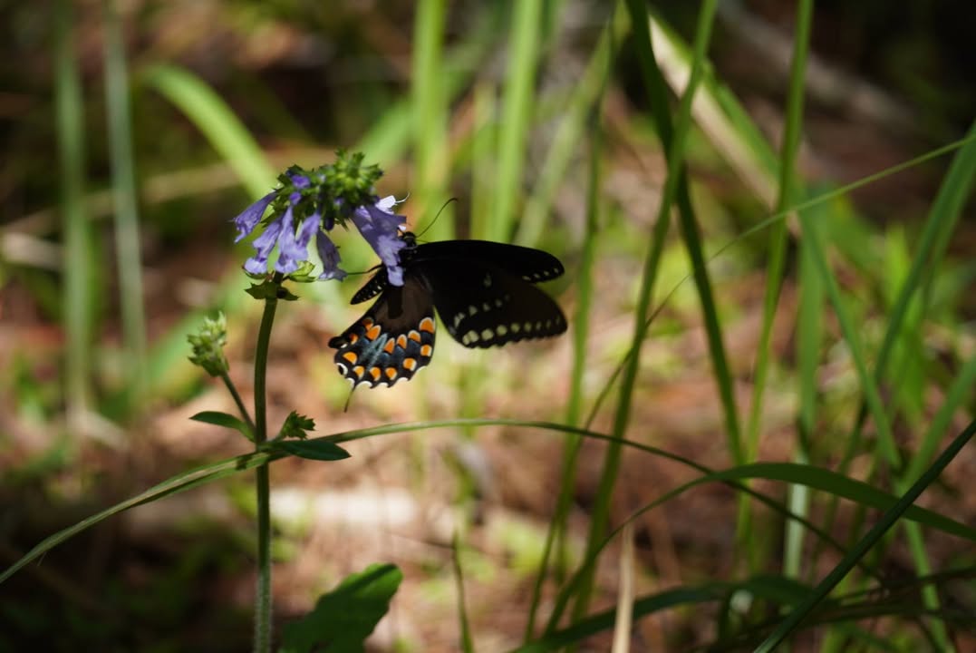 Black Swallowtail in Moss Park