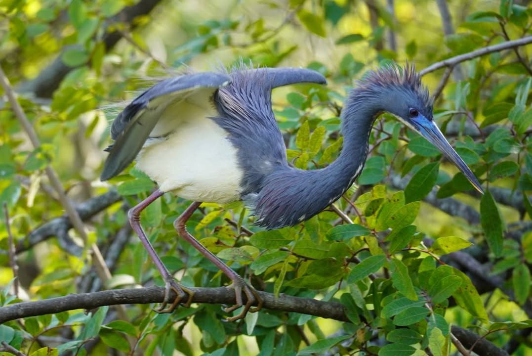 Blue Heron at Gatorland