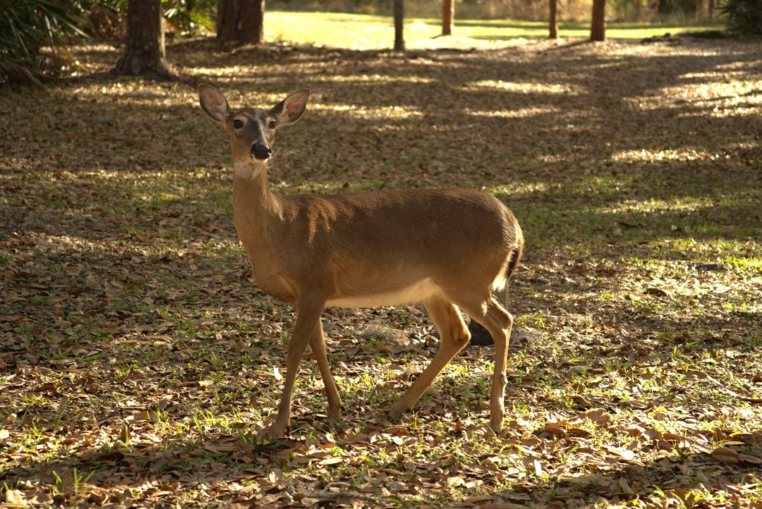 Deer at Moss Park