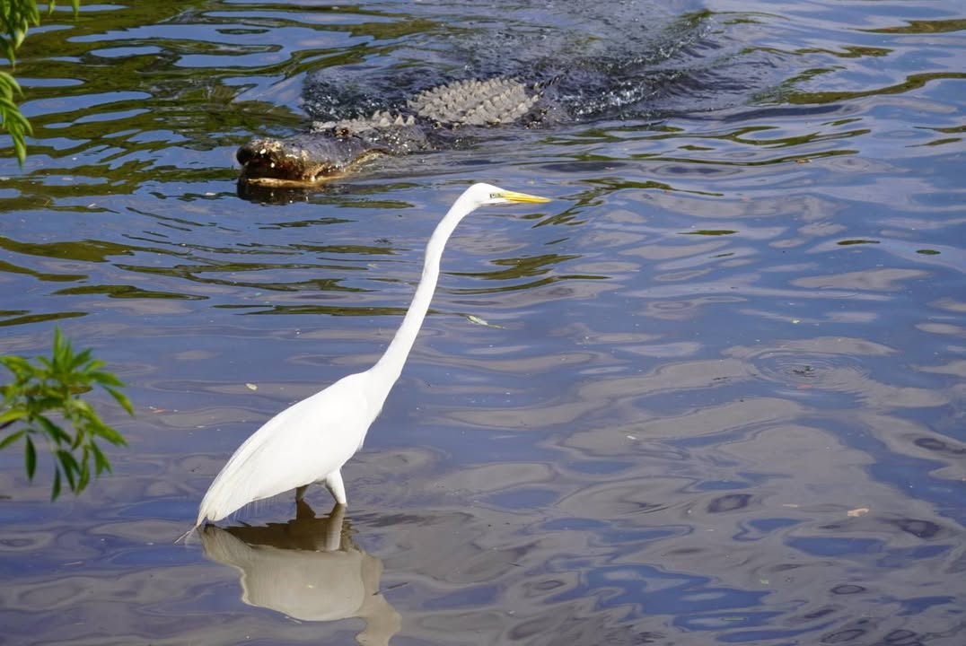 Egret at Gatorland and Gator