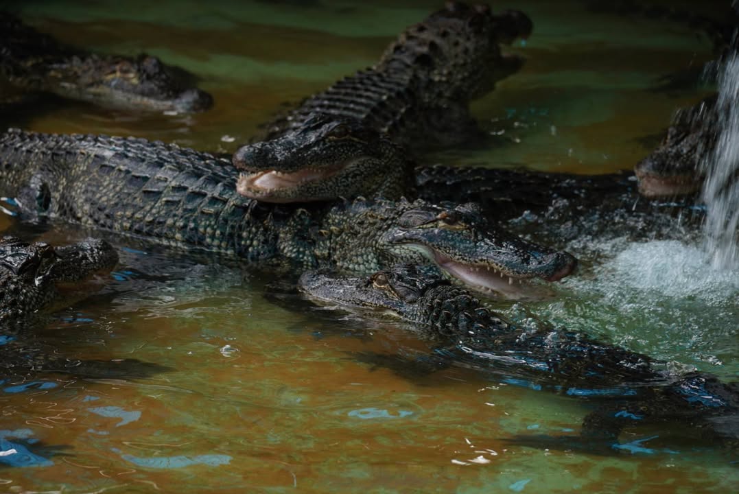 Gators at Gatorland