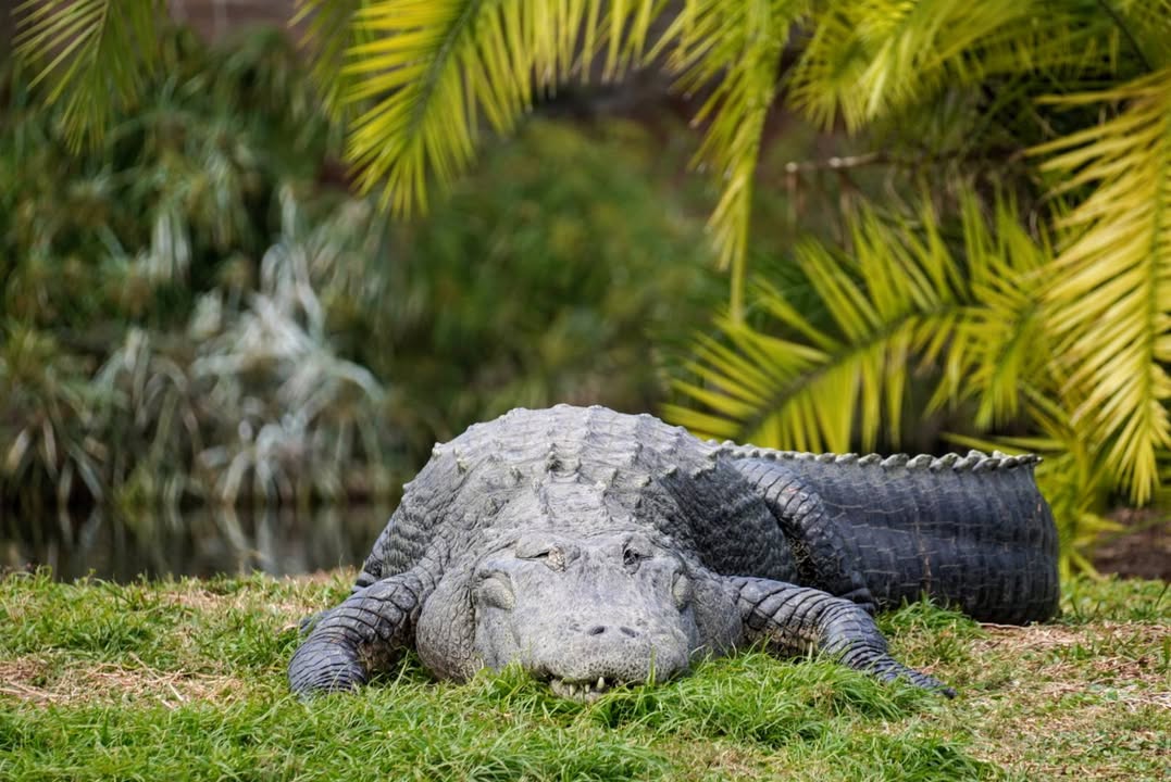 Giant gator at Gatorland