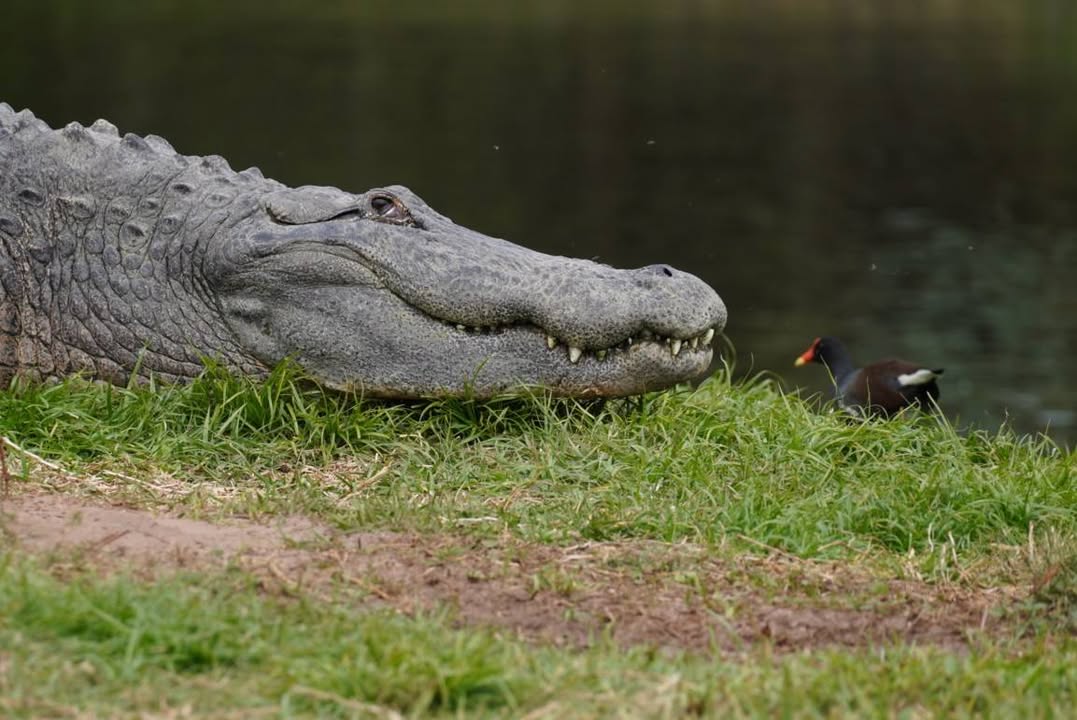 Giant Gator at Gatorland