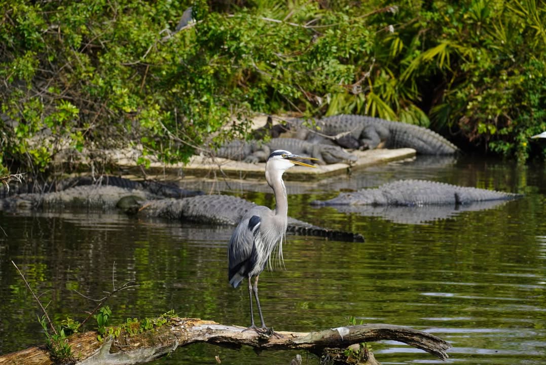 Great Blue Heron at Gatorland