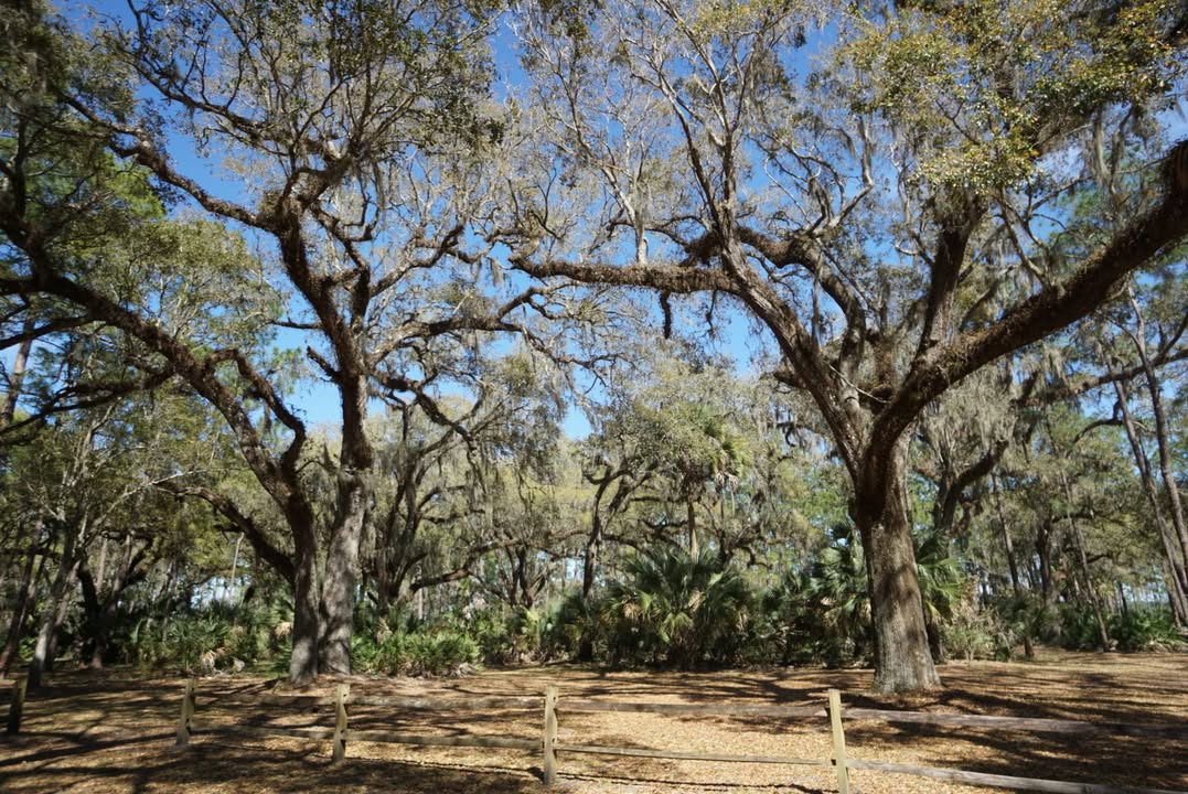 Moss Park Live Oaks