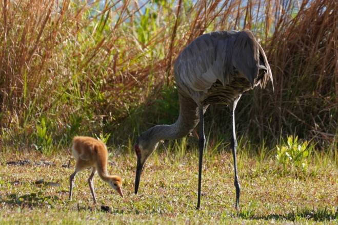 Sandhill Crane and Chick at Moss Park