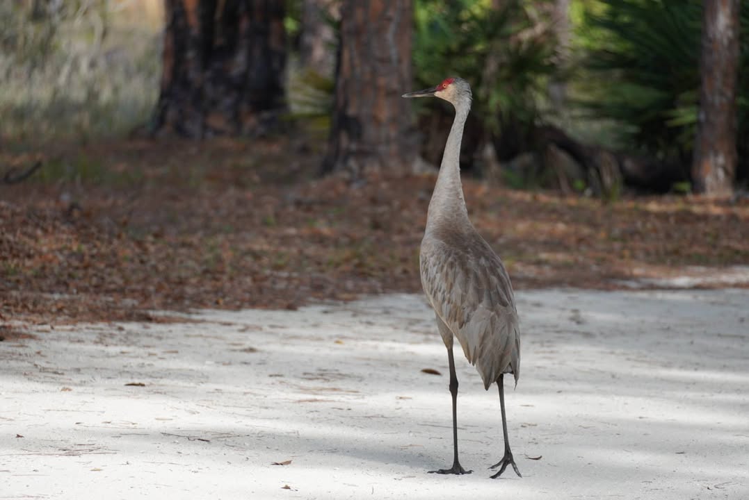 Sandhill Crane in Road at Moss Park