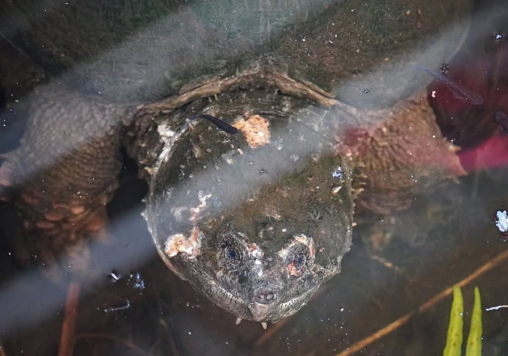Snapping Turtle at Gatorland