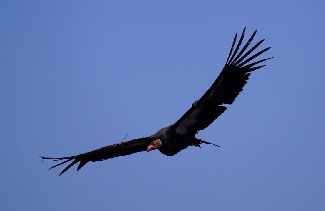 California Condor