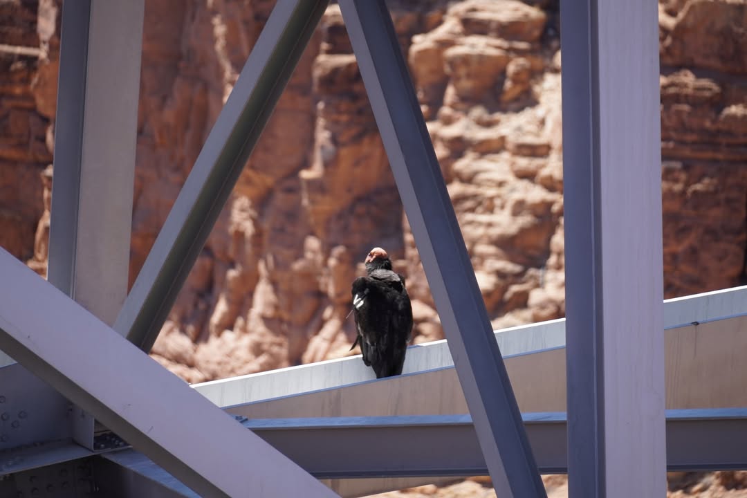 California Condor