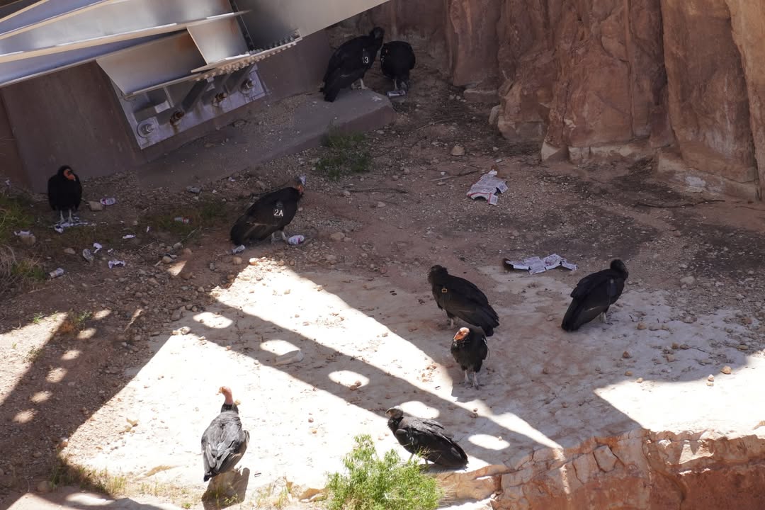 California Condors