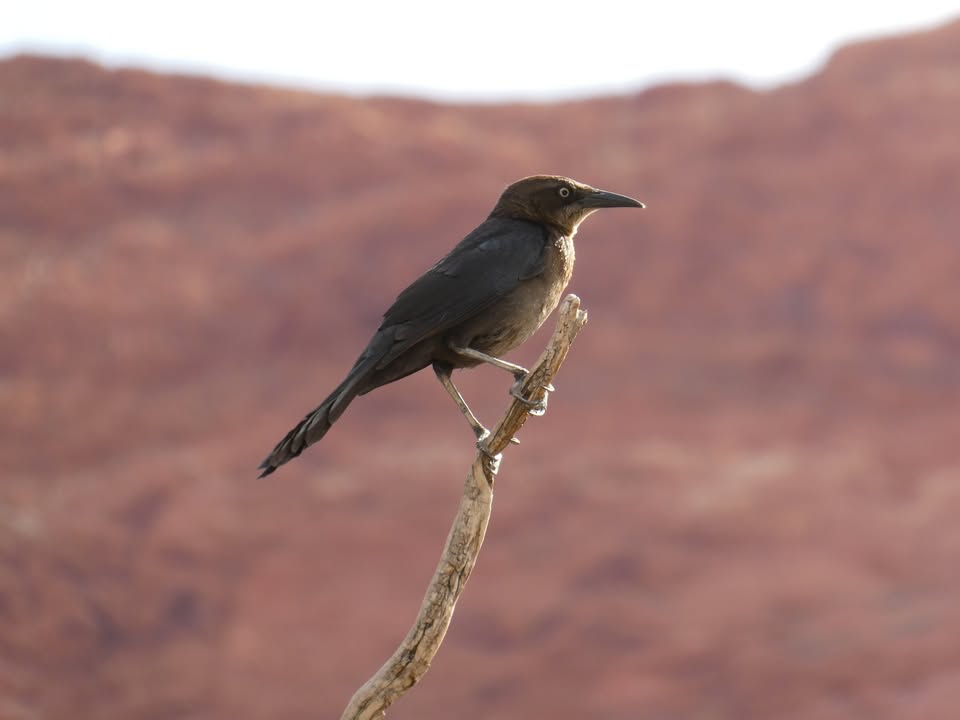 Common Grackle at Lees Ferry