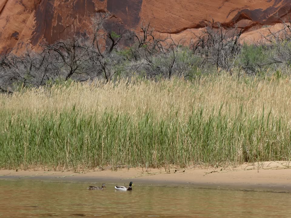 Ducks on Colorado River
