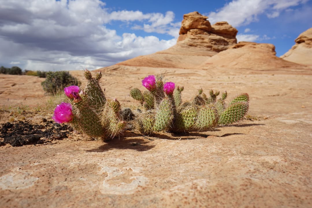Flowering cactus on the Beehive Trial