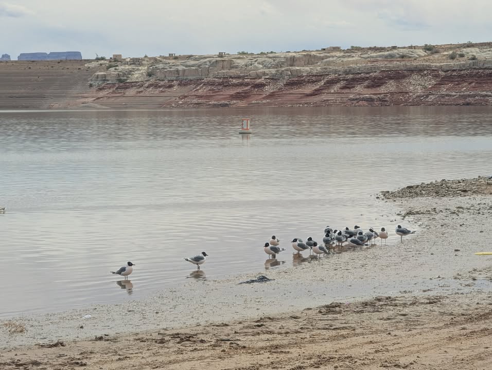 Morning Stroll on Lone Rock Beach