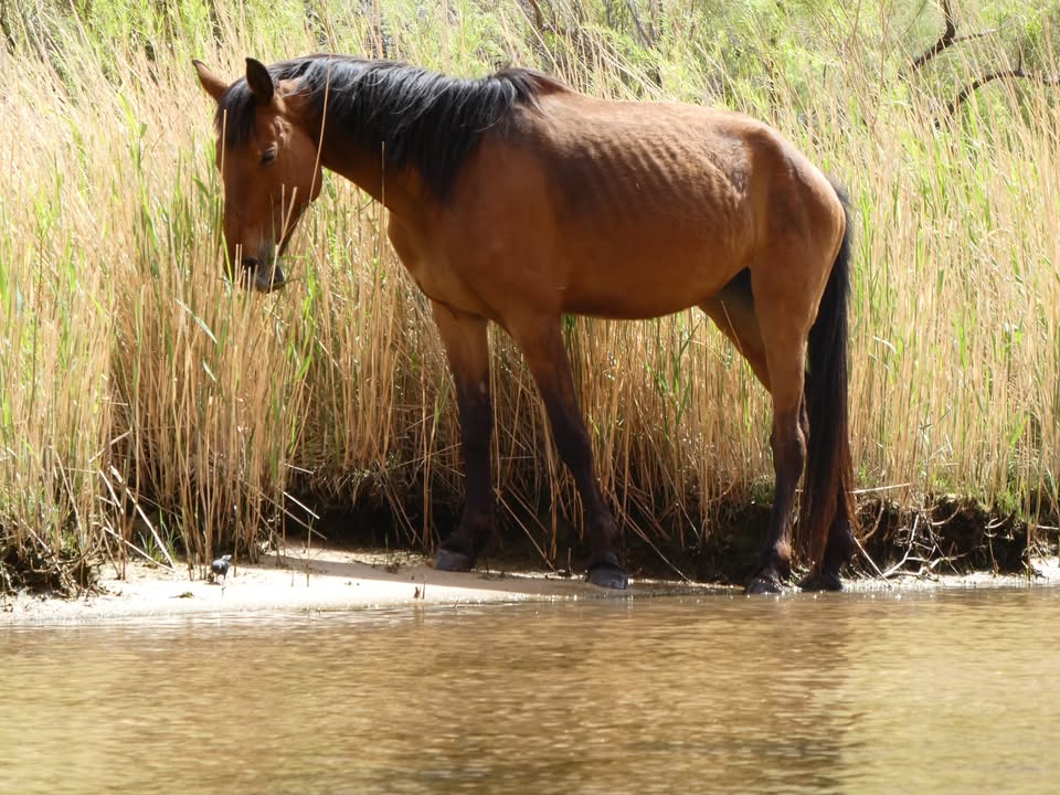 Wild horse along Colorado River