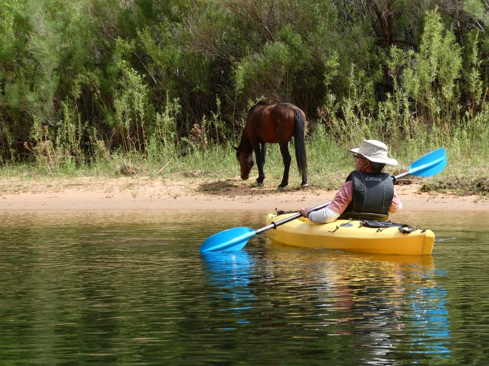 Wild horse along Colorado River