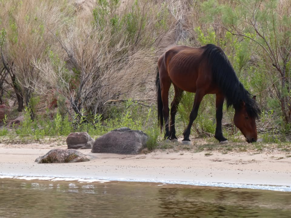 Wild horse along Colorado River