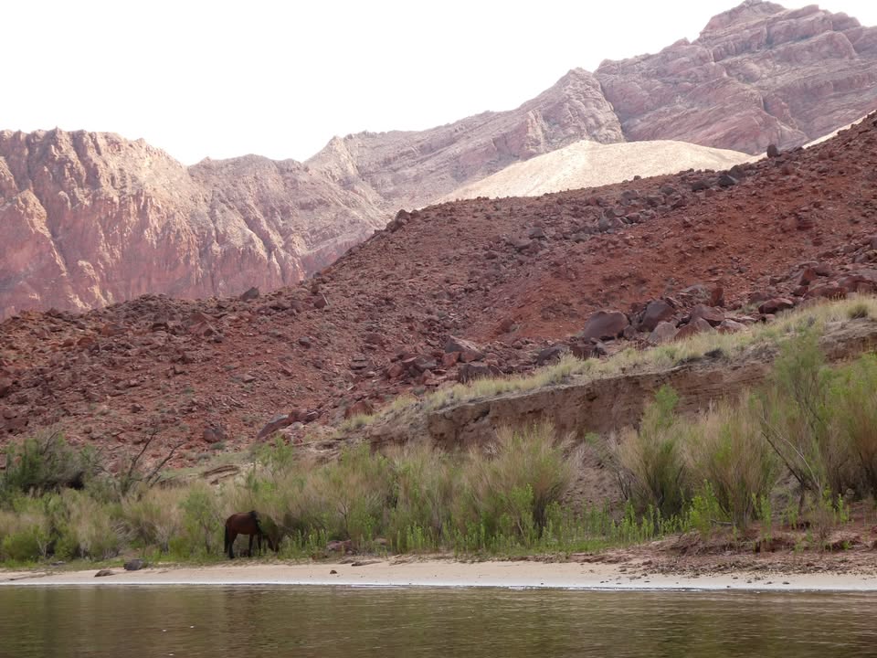 Wild horse along Colorado River
