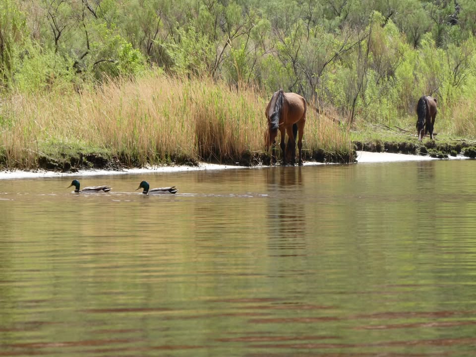 Wild horses along Colorado River