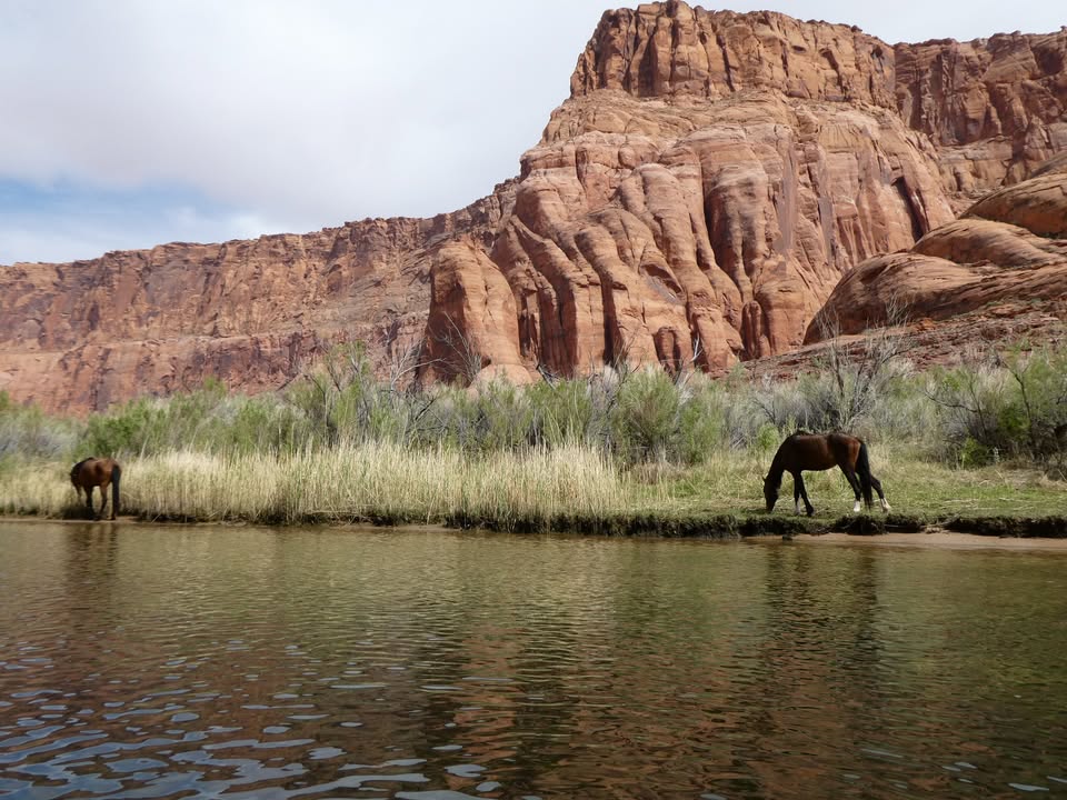 Wild horses along Colorado River