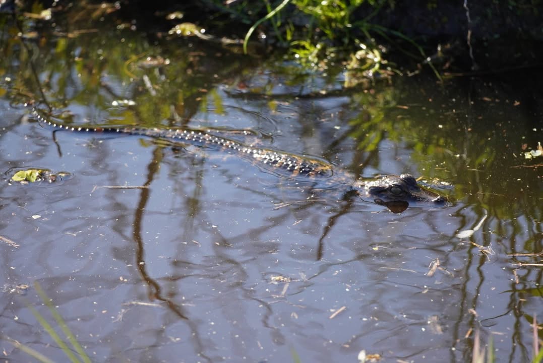 Baby Gator at Paynes Prairie Preserve State Park