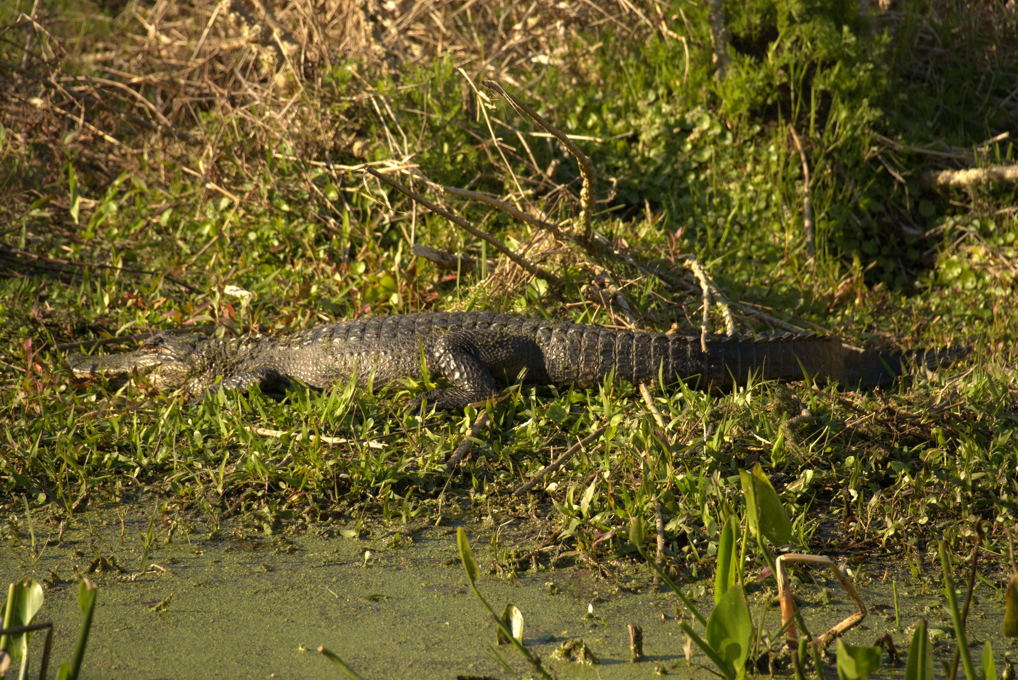 Gator at Paynes Prairie Preserve State Park