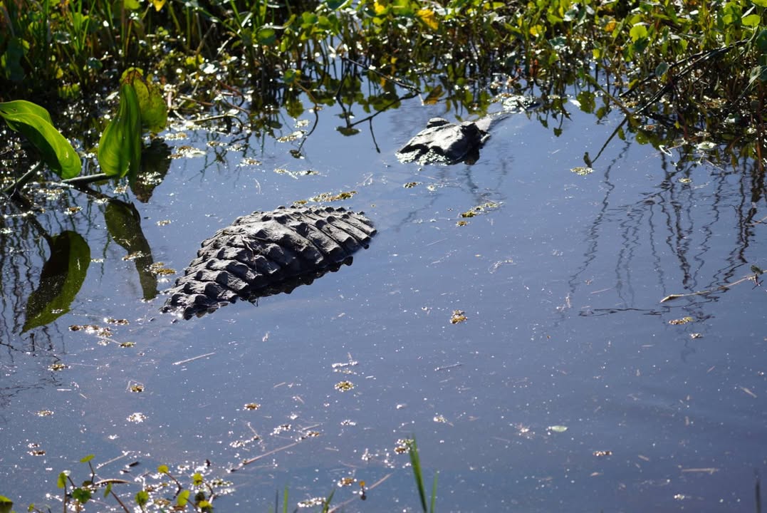 Momma Gator at Paynes Prairie Preserve State Park