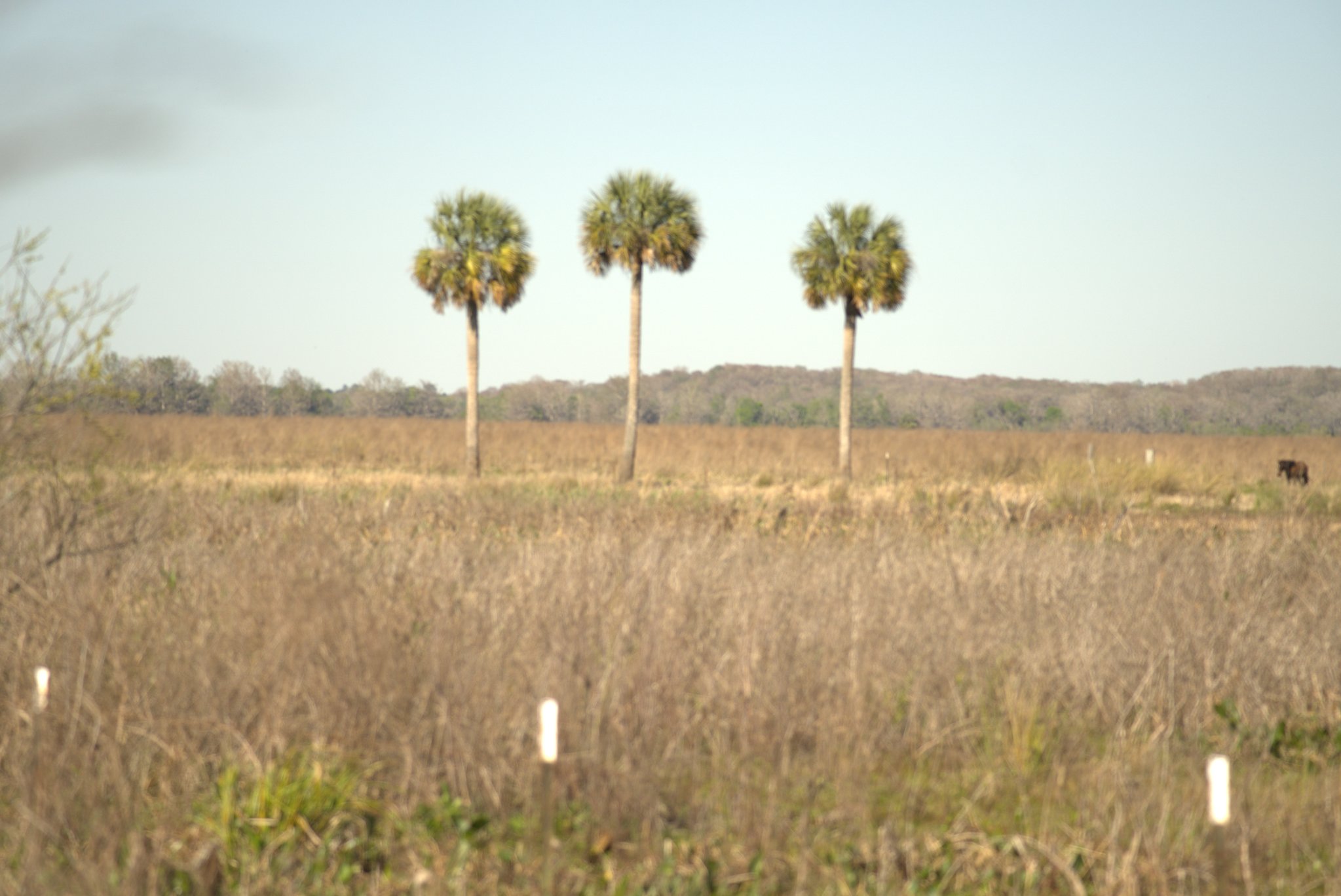 Paynes Prairie Preserve State Park