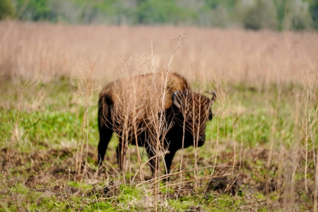 Wild Bison at Paynes Prairie Preserve State Park