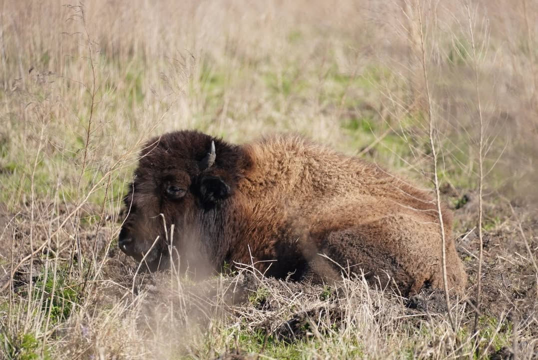 Wild Bison at Paynes Prairie Preserve State Park