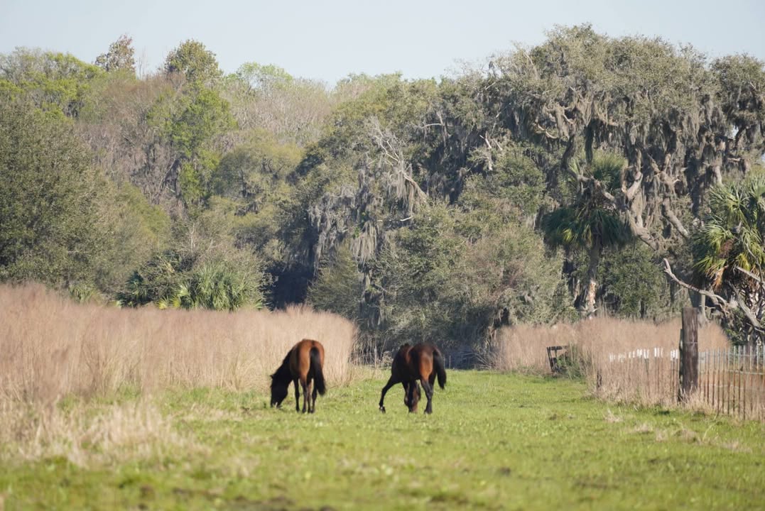 Wild Horses at Paynes Prairie Preserve State Park