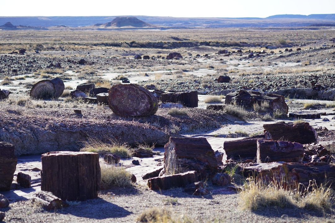 Crystal Forest Trail
