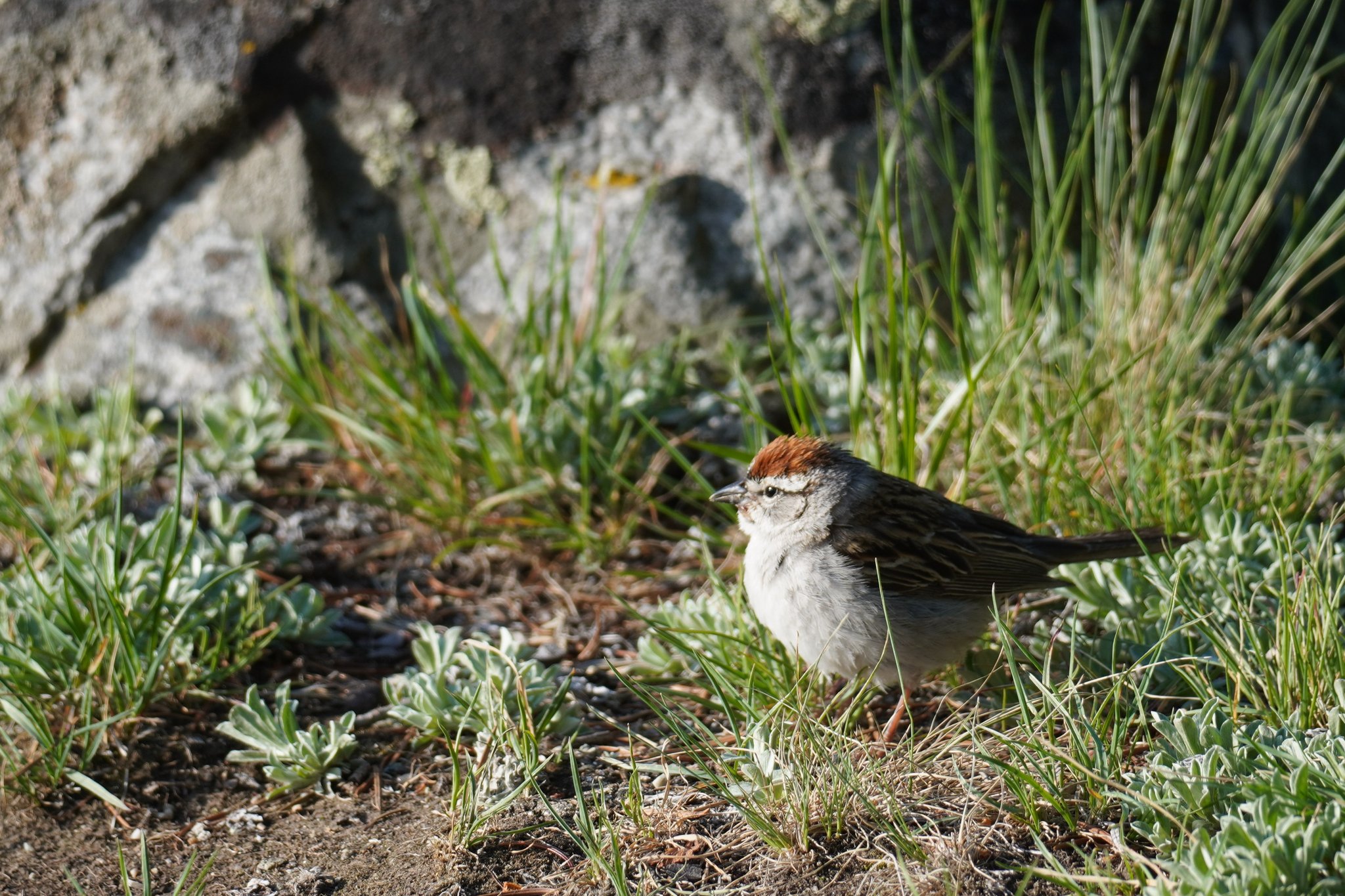 Chipping Sparrow at Campsite