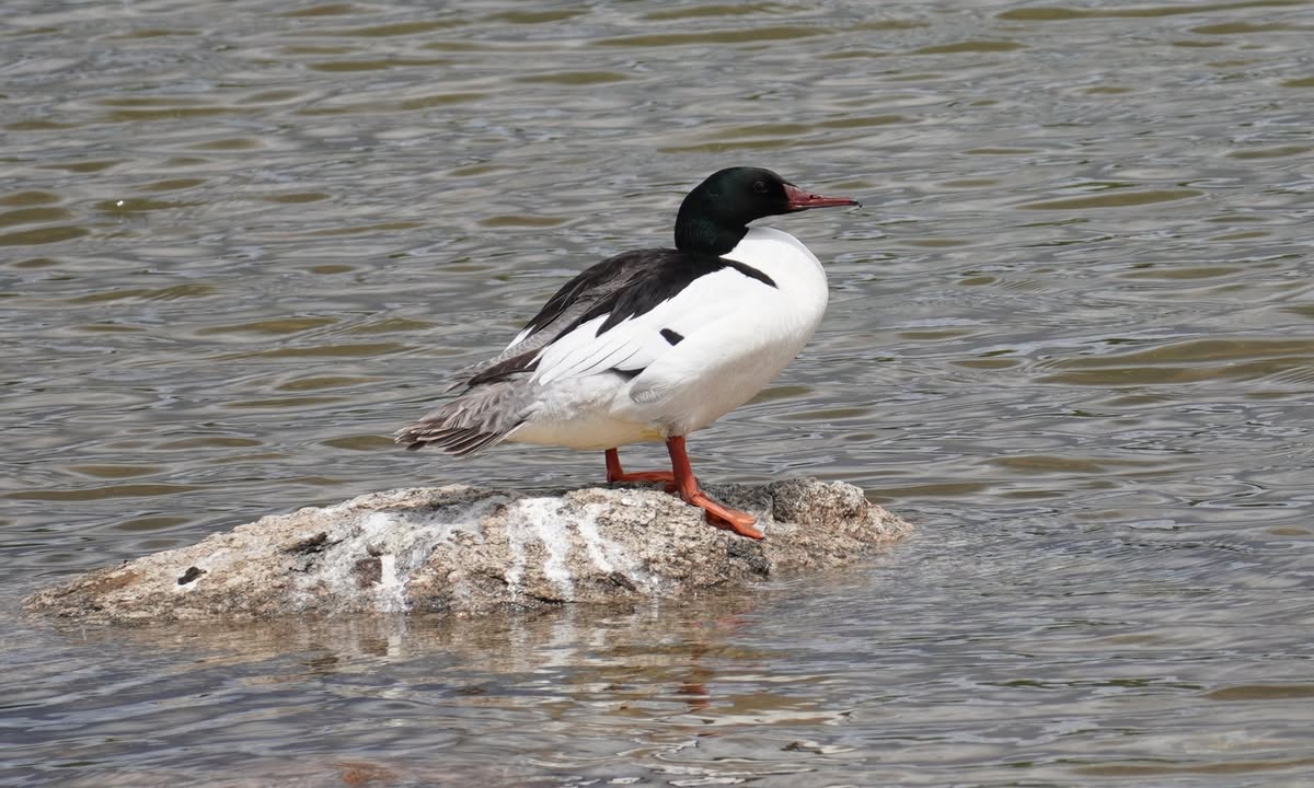 Common Merganser at CCC Ponds