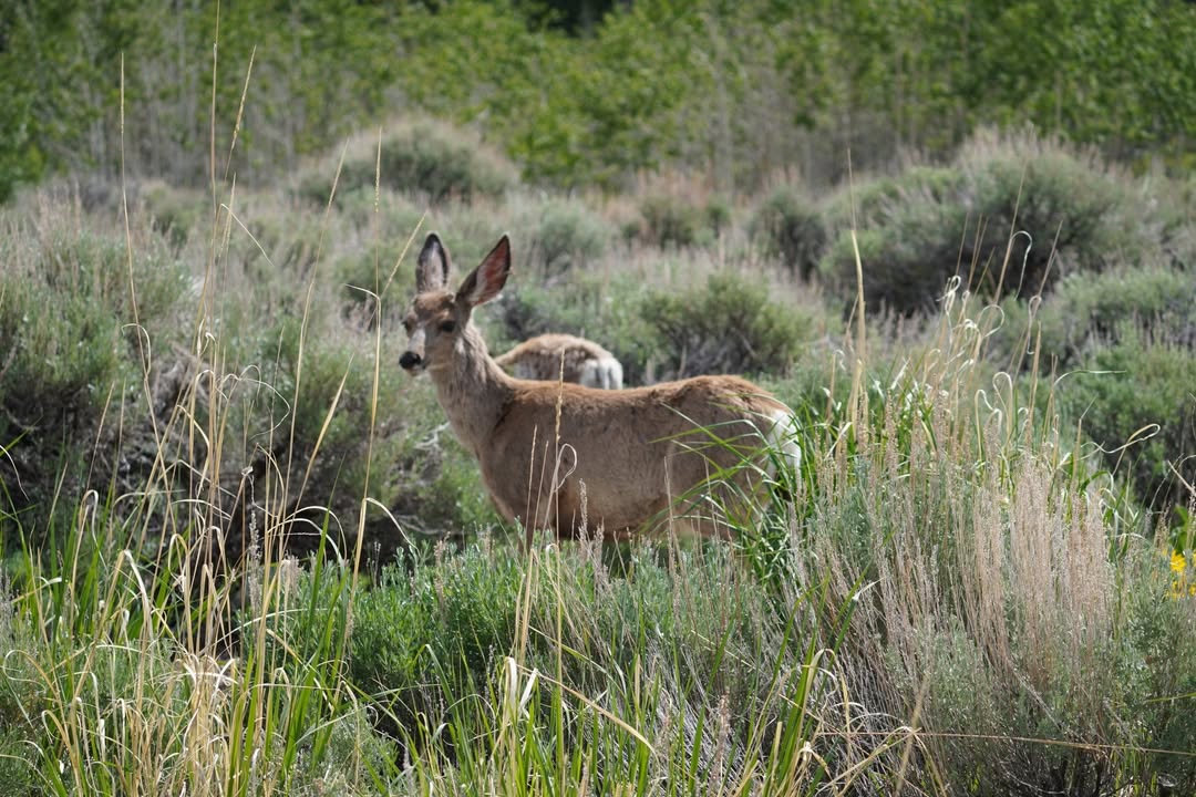 Deer at Fremont Lake