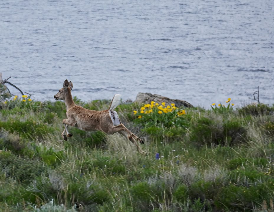 Deer at Fremont Lake