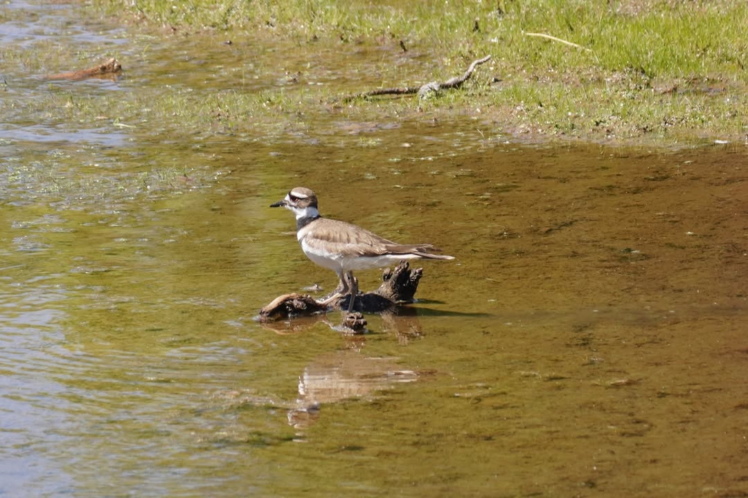 Killdeer at CCC Ponds