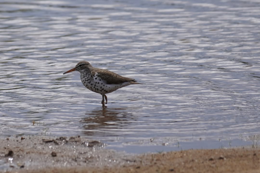 Sandpiper at CCC Ponds