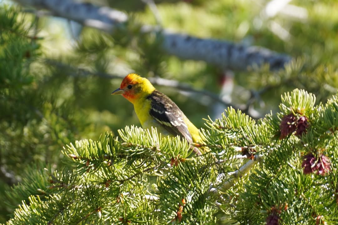 Western Tanager at campsite at Fremont Lake