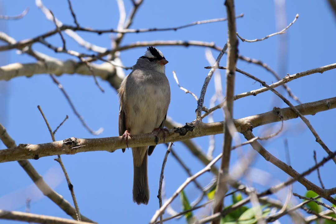 White-crowned Sparrow at Fremont Lake campsite
