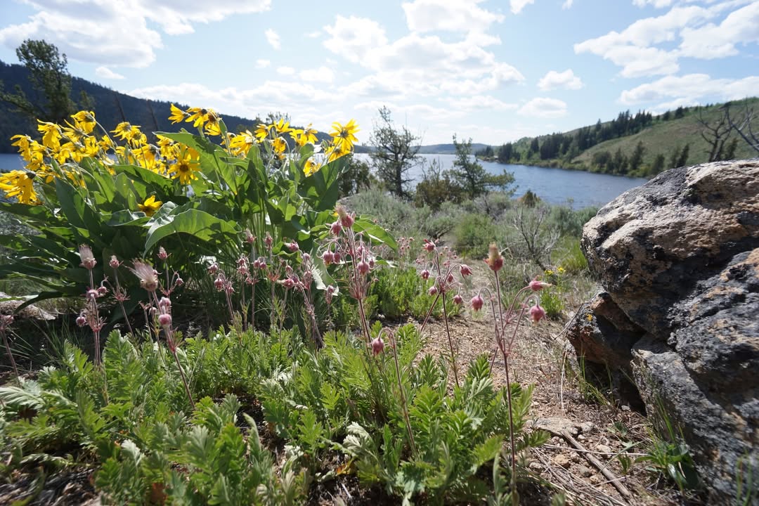 Wildflowers at Half Moon Lake Hike