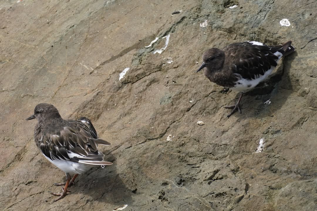 Black Turnstones on the Crescent City Jetty