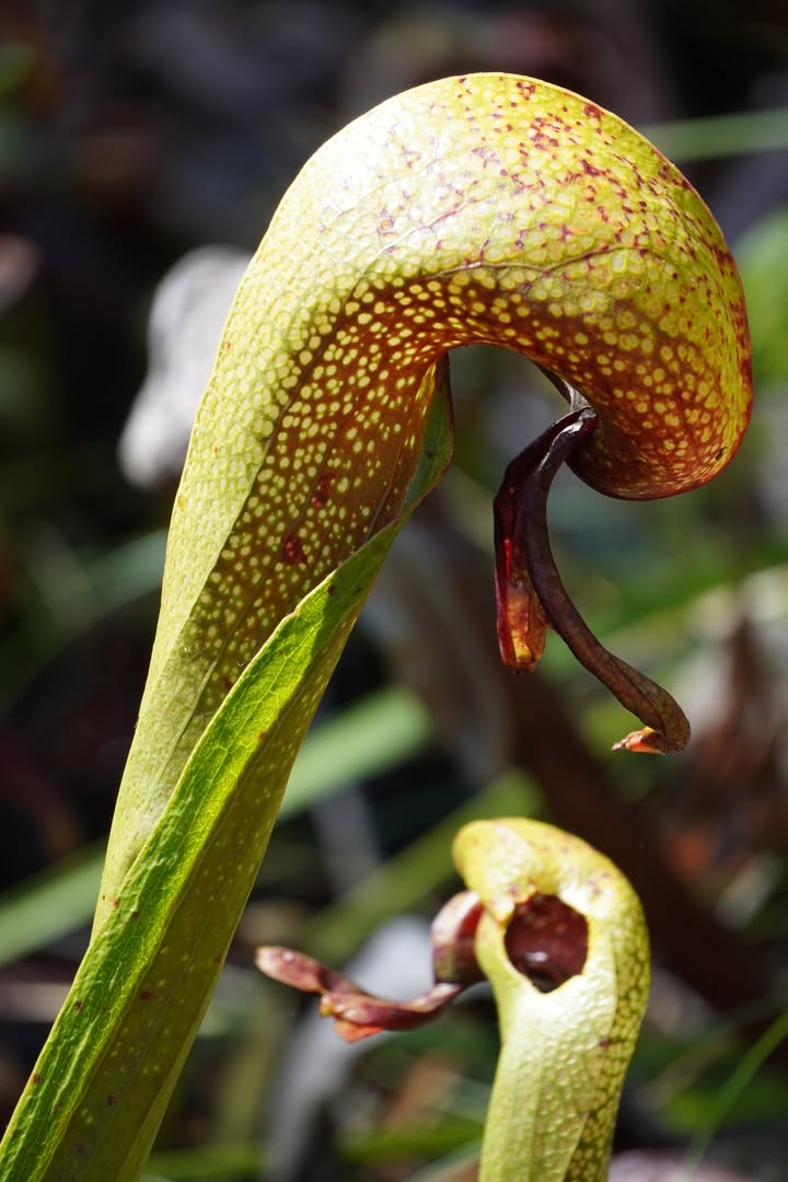 California Pitcher Plant  on Darlingtonia Trail