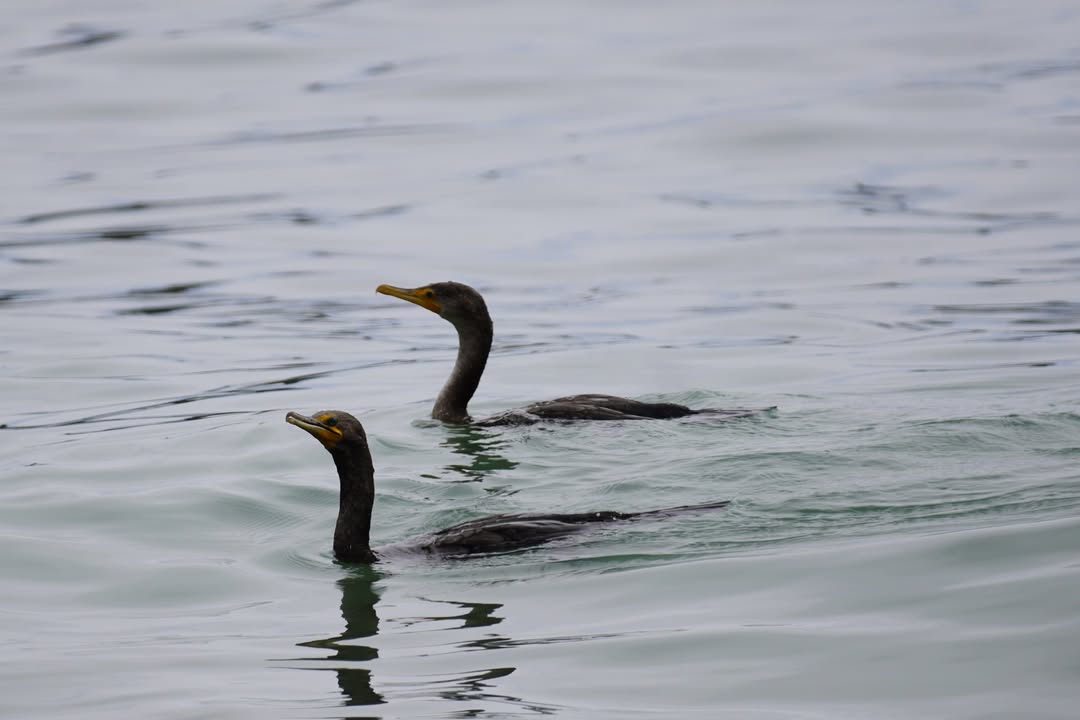 Cormorant at College Cove