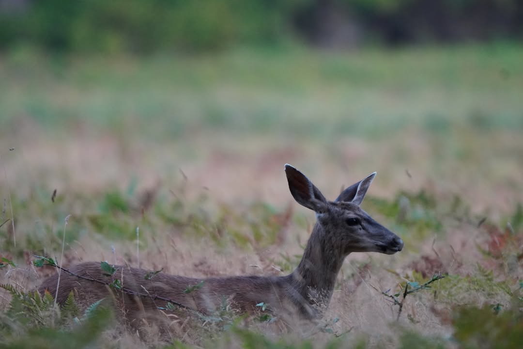 Deer at Prairie Creek