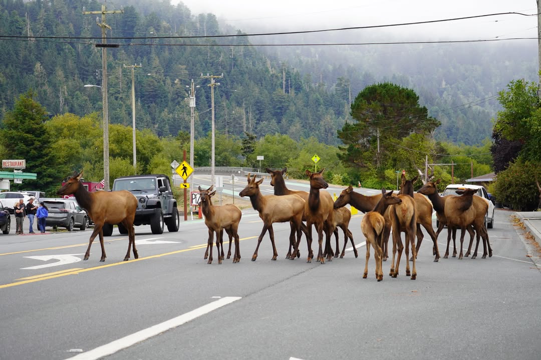Elk in Orick