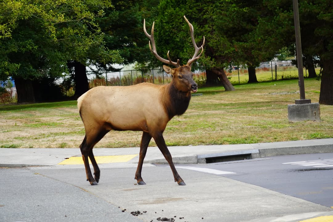 Elk in Orick
