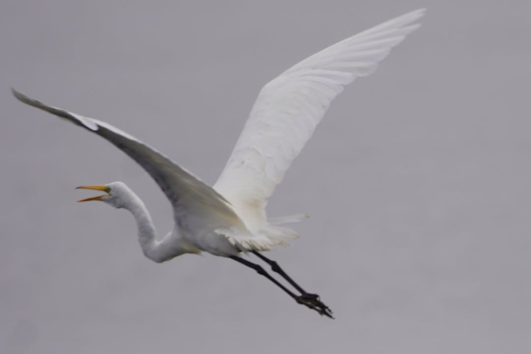 Great Egret at Tolowa Lake